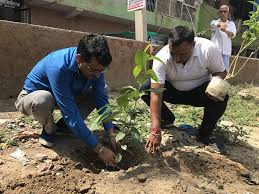 plantation 